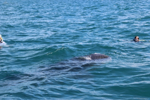  Snorkel in Baja 